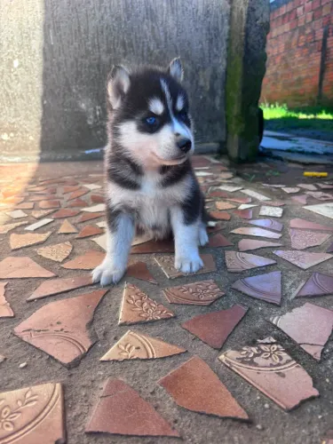filhotes huskie