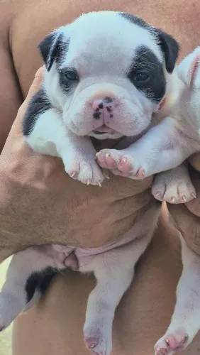 American Bully