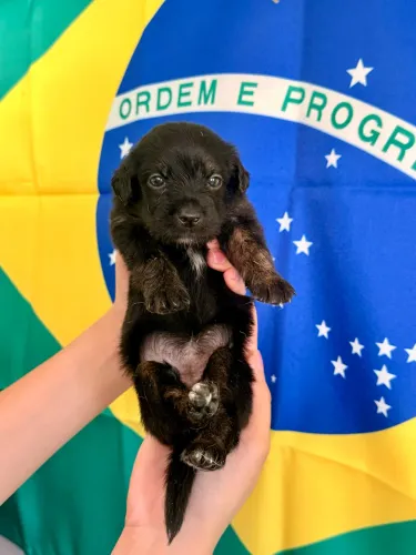 DOAÇÃO DE FILHOTES 