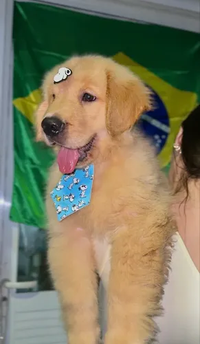 Golden Retriever PADRÃO CBKC