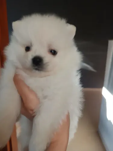 Lulu da Pomerânia Macho