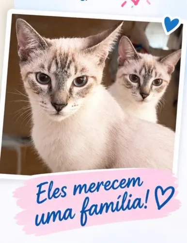 Lindos filhotes doação