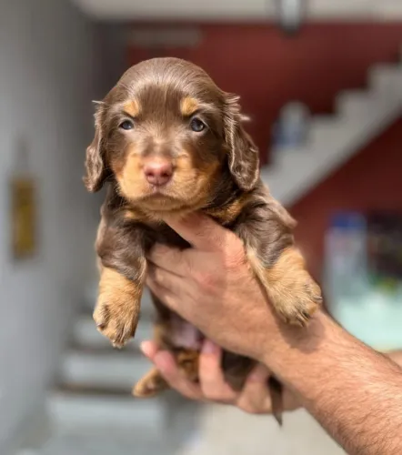 Filhotes de Dachshund