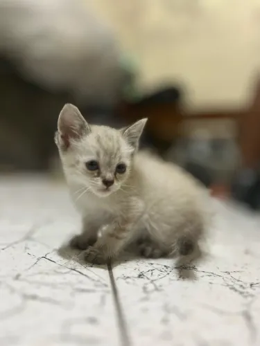 Doação Filhotes de gato