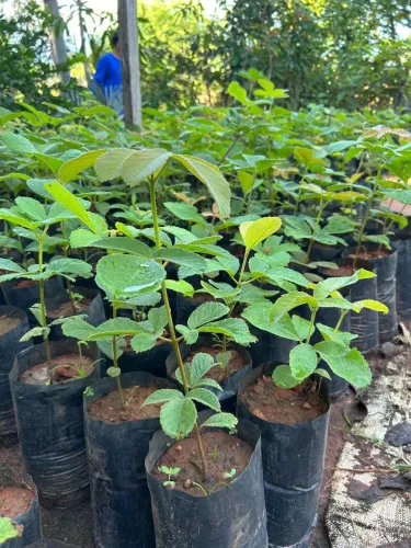 Mudas Pequi, Mangaba, Caju, Cajazinha Mata e outros frutos cerrado