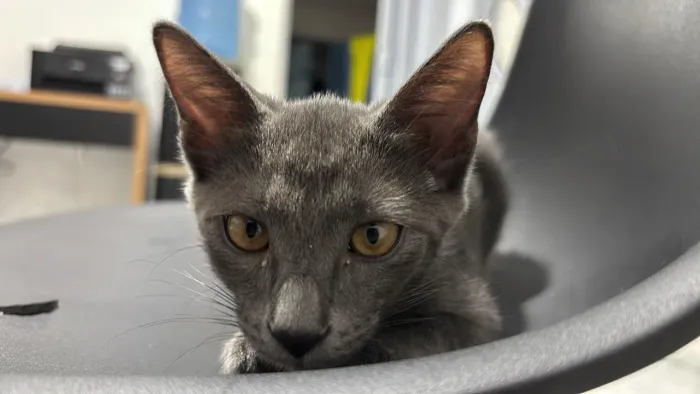 Doação gatos