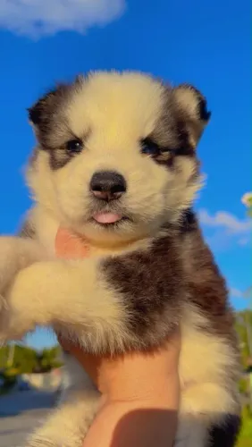 Husky siberiano a venda