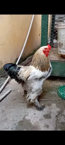 Galo brhama lingth original 