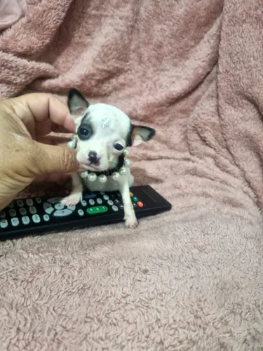 Pinscher zerinhos entrego hoje