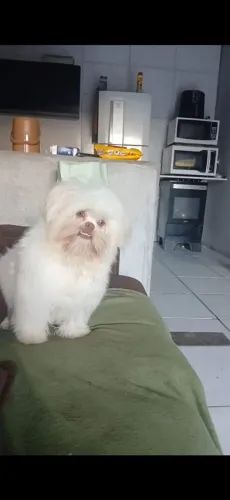 Shitzu