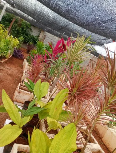 Plantas coloridas