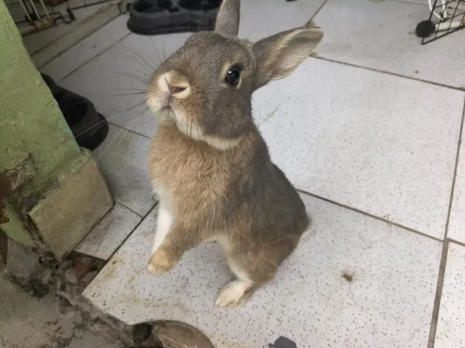 Vendo coelho anão filhote.