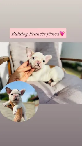 Lindos filhotes de bulldog francês com Pedigree