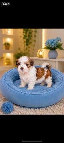 Disponível filhote de Shih Tzu.