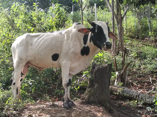 Boi manso,já foi montado algumas vezes 