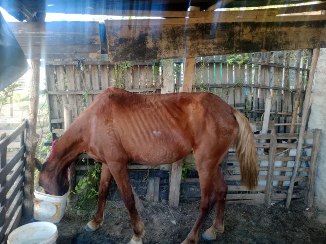 Gente estou vendendo essa égua ir a carroça 2.600