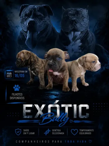 FILHOTES AMERICAN BULLY POCKET DISPONÍVEIS - EXCELENTE ESTRUTURA E LINHAGEM