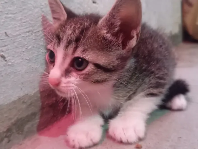 Gato macho filhote para doação