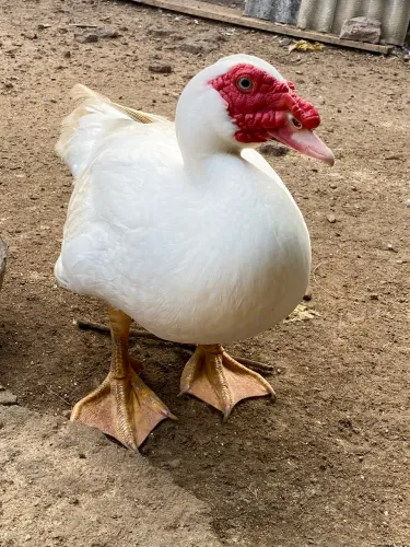 Patos Paysandu Ótima Genética