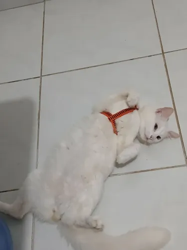 Estou doando meu gatinho para adoção responsável