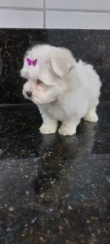 Maltês mini Femia