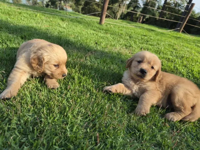 Golden Retriever com pedigree