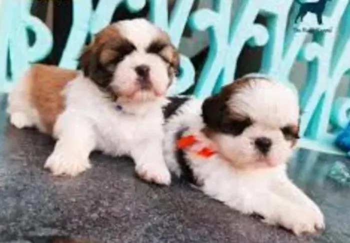 Shihtzu Mini Filhotes Miniaturas Diferenciados. 