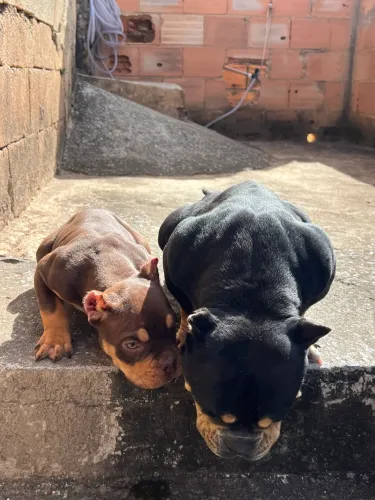 American Bully 