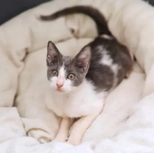 Gatinha de 3 meses para adoção