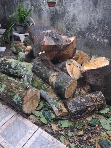 Tora de jaqueira madeira de lei
