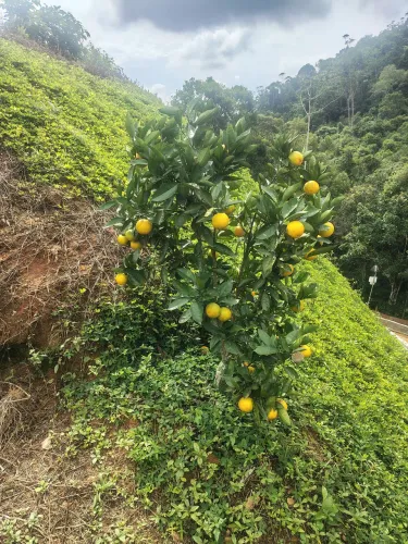 Terreno em Araguaia 