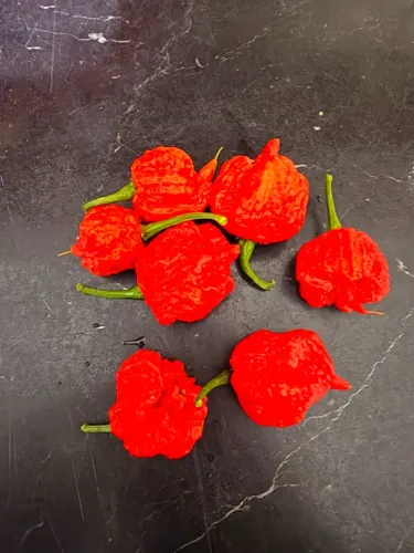 Sementes carolina reaper