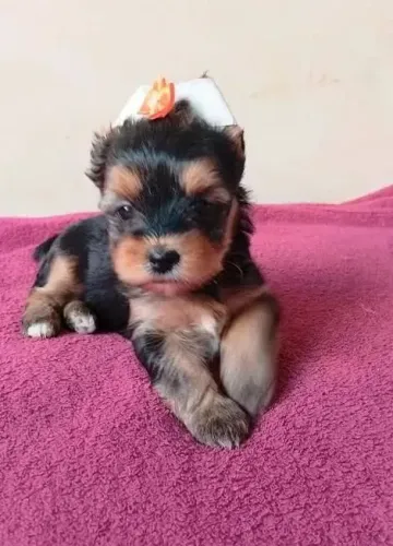 Yorkshire O pet perfeito para quem ama companhia