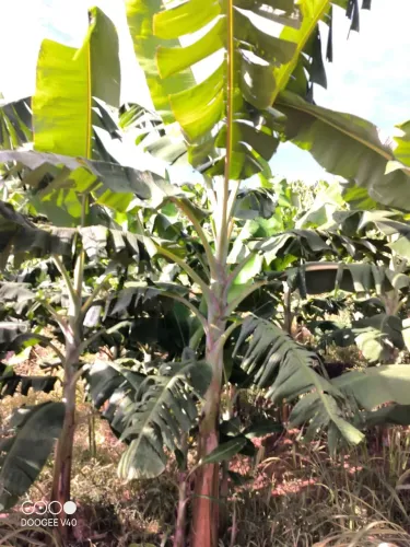 Mudas de banana terrinha