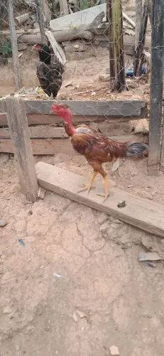 Frango pescoço pelado