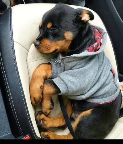 Rottweiler Um pet esperando por uma família cheia de carinho