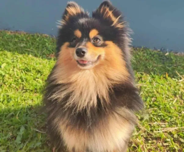 Spitz alemão macho preto