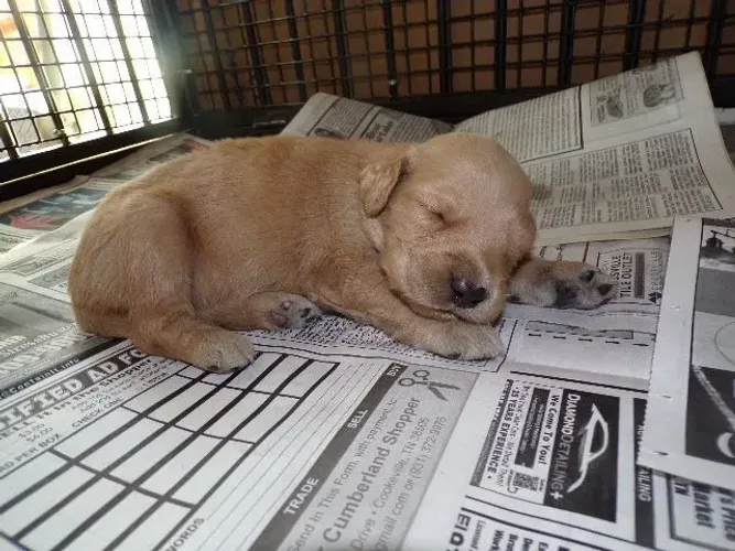 Filhotes de Golden Retriever | Filhotes cheios de carinho!