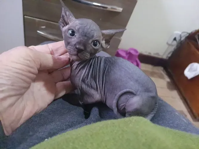 Filhote gato sphynx