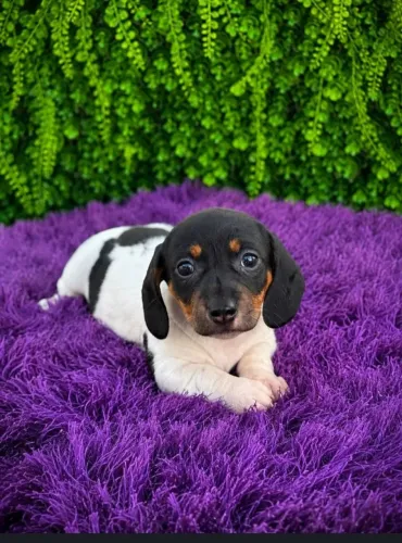 Dachshund Fêmea!