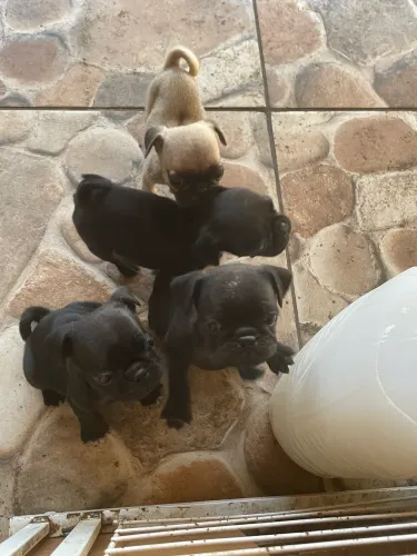 FILHOTES DE PUGs MACHO
