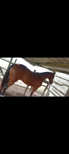 Cavalo de vaquejada 