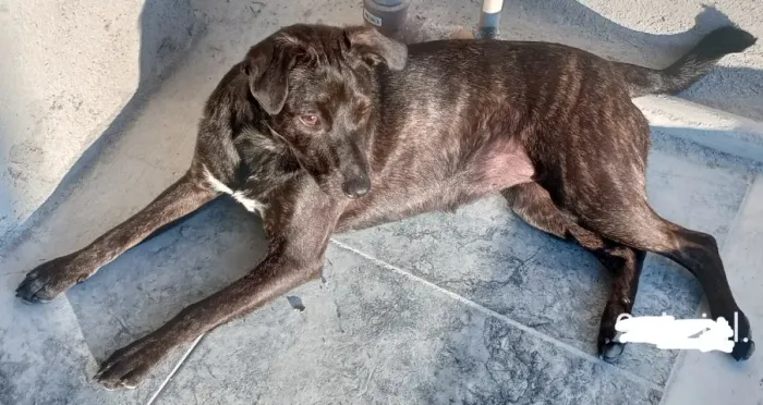Doação de cachorro