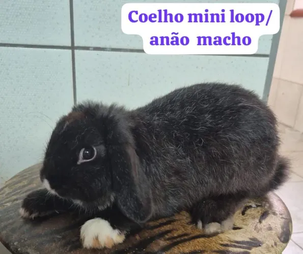 Coelhos machos