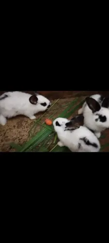 Coelhos borboleta crioulo 
