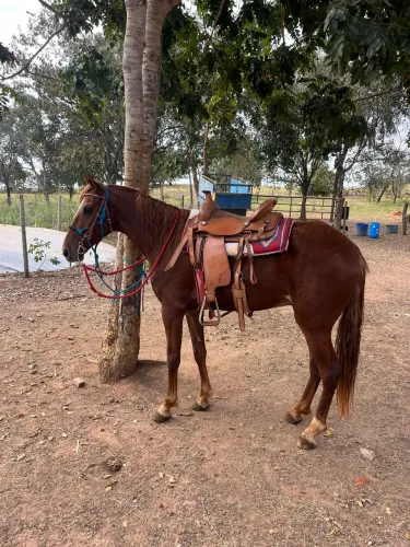 Cavalo mangalarga
