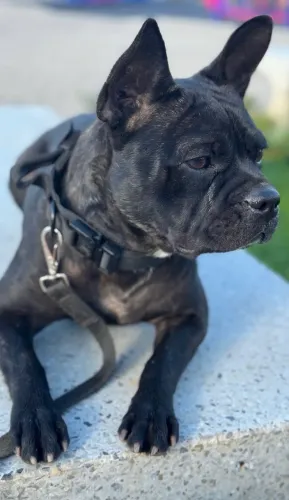 Buldogue Francês Doação 