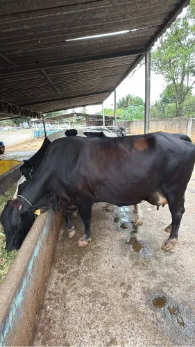 Vacas de Leite em Lactação 