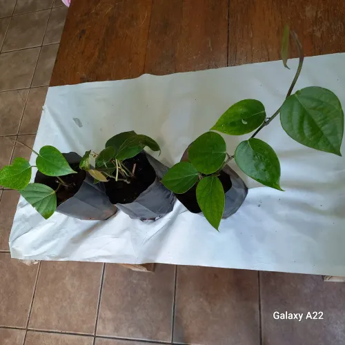 mudas de pimenta do reino (;bragantina)
