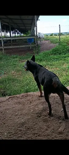 Casal de Blue Heeler - Boiadeiro Australiano 